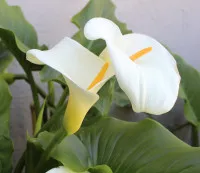 Zantedeschia