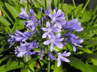 Agapanthus