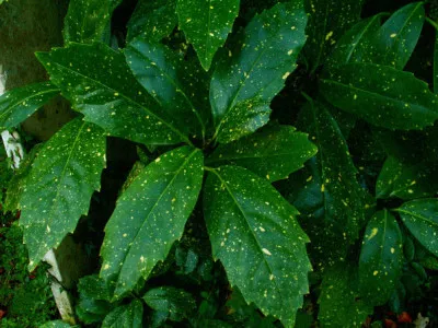 Aucuba japonica
