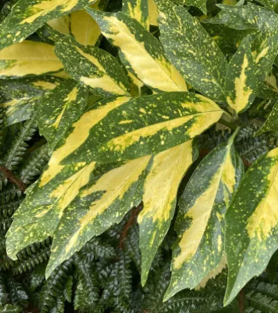 Aucuba japonica
