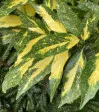 Golden Aucuba