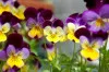 Yellow | Purple Viola