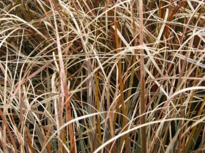 Uncinia rubra