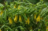 Uvularia