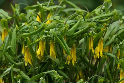Uvularia grandiflora