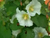 White Alcea