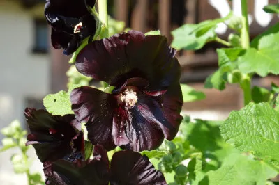 Alcea rosea