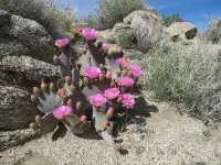 Opuntia