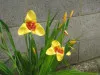 Yellow Tigridia