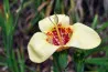 Cream Tigridia