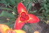 Red Tigridia