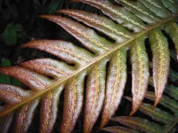 Woodwardia
