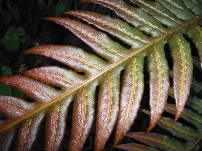 Woodwardia unigemmata