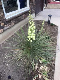 Yucca