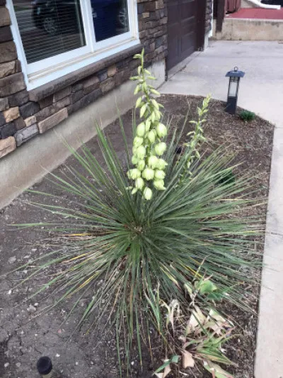 Yucca glauca