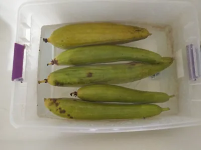 Luffa aegyptiaca