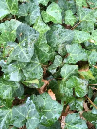 Hedera