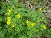 Oxalis