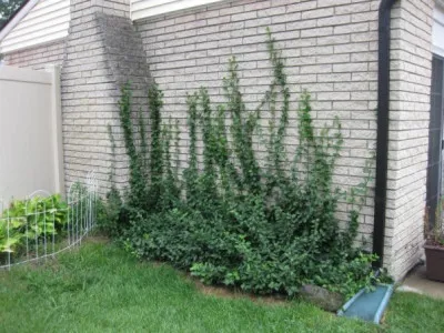Euonymus fortunei
