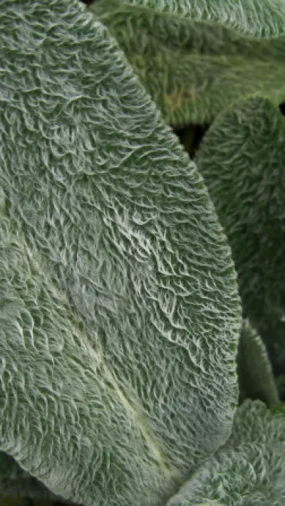 Stachys byzantina