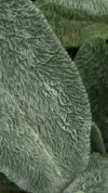 Blue Stachys