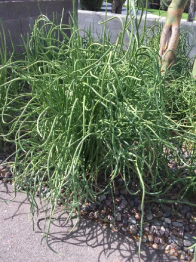 Euphorbia lomelii