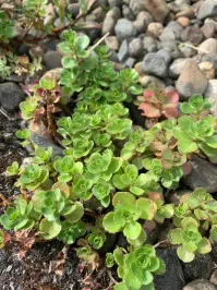 Sedum