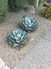 Agave parviflora