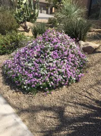 Lantana