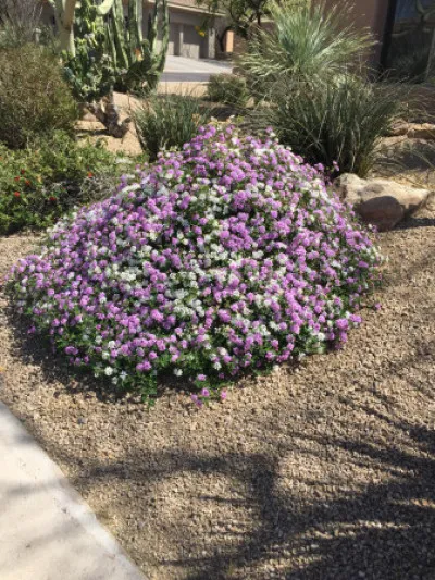 Lantana camara
