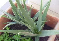 Aloe vera