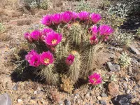 Sclerocactus