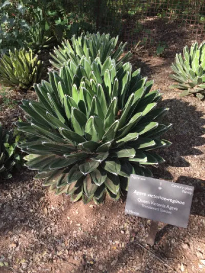 Agave victoriae-reginae
