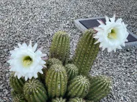 Echinopsis spachiana