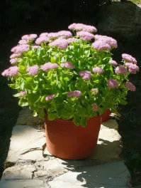 Hylotelephium
