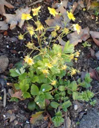 Waldsteinia