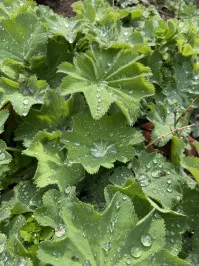 Alchemilla