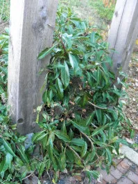 Hydrangea integrifolia