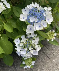 Hydrangea serrata
