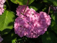 Hydrangea
