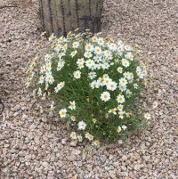 Melampodium