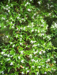 Trachelospermum