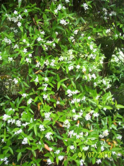 Trachelospermum jasminoides
