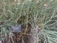 Mortonia