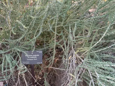 Mortonia scabrella