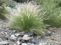 Cenchrus