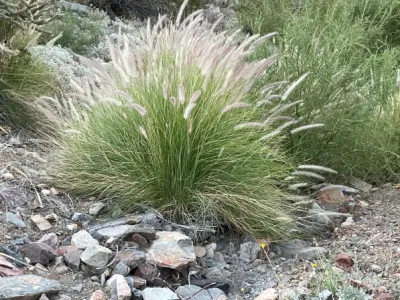 Cenchrus setaceum