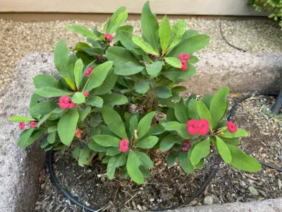 Euphorbia milii