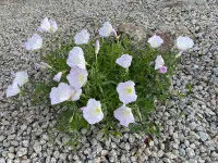 Oenothera