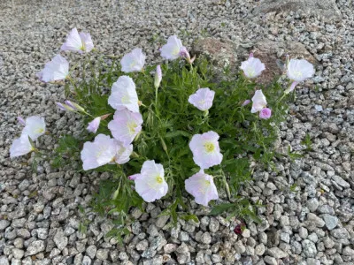 Oenothera speciosa